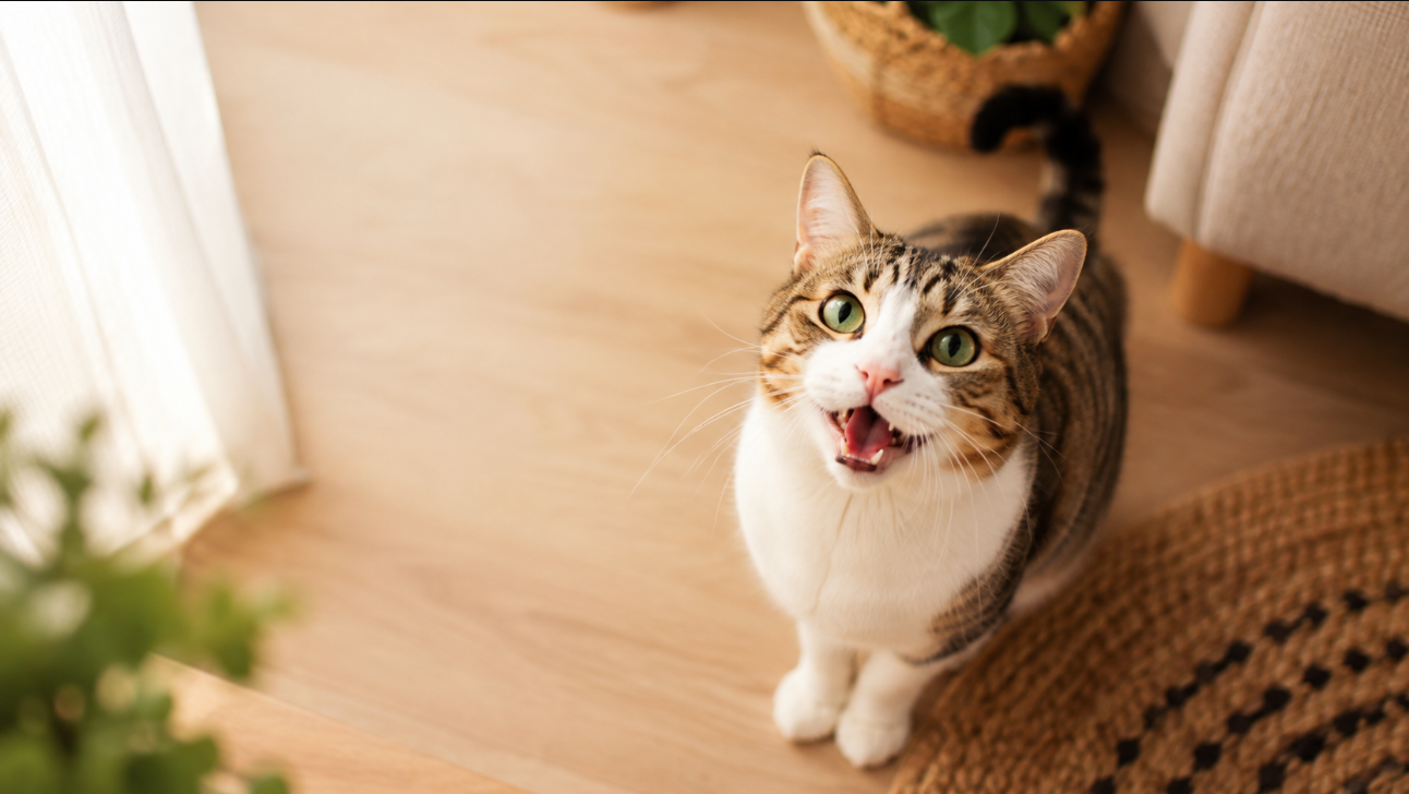 Why Is My Cat Always Meowing for Attention?